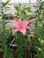 [5254 Orsago 2N No01.JPG]